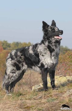 Hungarian Mudi- love Hungarian Mudi- love the coloring! Mudi Dogs, Mudi Dog, Hungarian Dog, Search Rescue, Rare Dogs, Rare Dog Breeds, Herding Dogs, Grey Dog, Purebred Dogs