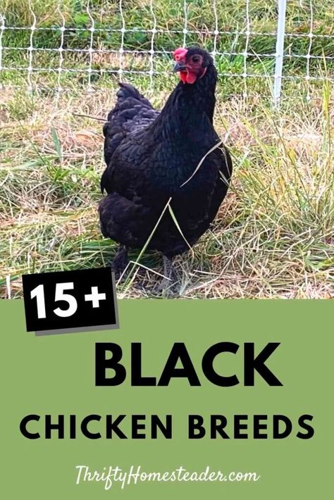 Americauna Chickens, Meat Chickens Breeds, Rare Chicken Breeds, Buff Orpington Chickens, Black And White Chickens, Chicken Flock, Black Chicken, Buff Orpington, Meat Birds