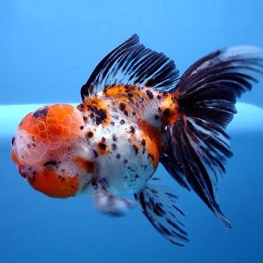 oranda goldfish | calico oranda red and white oranda chocolate and red oranda Chubby Goldfish, Goldfish Species, Oranda Goldfish, Fancy Goldfish, Ikan Air Tawar, Backyard Ponds, Goldfish Tank, Goldfish Pond, Pretty Fish