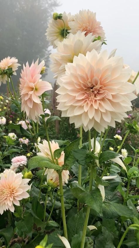 Cafe Au Lait Dahlia Bouquet Wedding, Cafe Aulait Dahlias, Dahlias Cafe Au Lait, Sierra Glow Dahlia, Dahlia Flower Cafe Au Lait, Sweet Natalie Dahlia, Dahlias In Garden, Sweet Nathalie Dahlia, Cafe Dahlia