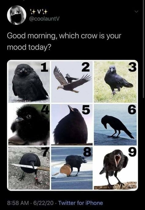 Crow Pictures, Crows Ravens, Kinds Of Birds, Silly Animals, Funny Animal Memes, Kraken, Crows, Video Chat, Cute Little Animals