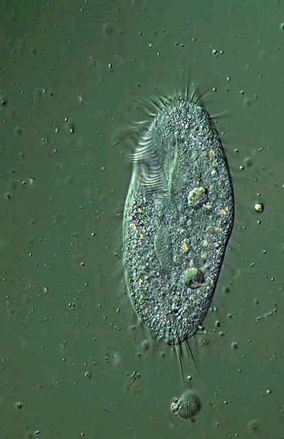 Miquel Blasi on Instagram: "" Stylonychia mytilus " Detailed image of Stylonychia mytilus showing the cilia, cirri, cytostome, nucleus and vacuoles. The group of ciliated protozoa presents a great variability and in it the cilia are not always distributed as regularly as in the paramecia and other ciliates with similar characteristics. In ciliates called hippotrichos, such as the present one, the cilia are much less numerous than in other ciliates and also much thicker and distributed somewhat i Twitter Famous, Bio Notes, Mind Palace, The Present, Detailed Image, Biology, Wall, On Instagram, Quick Saves