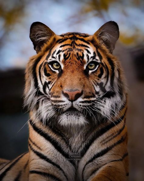 Tiger Close Up Photography, Tiger Front Face, Photo Reference Animal, Big Cat Photography, Tiger Face Photography, Tiger Side Profile, Reference Photos Animals, Tiger Reference Photo, Tiger Yawning