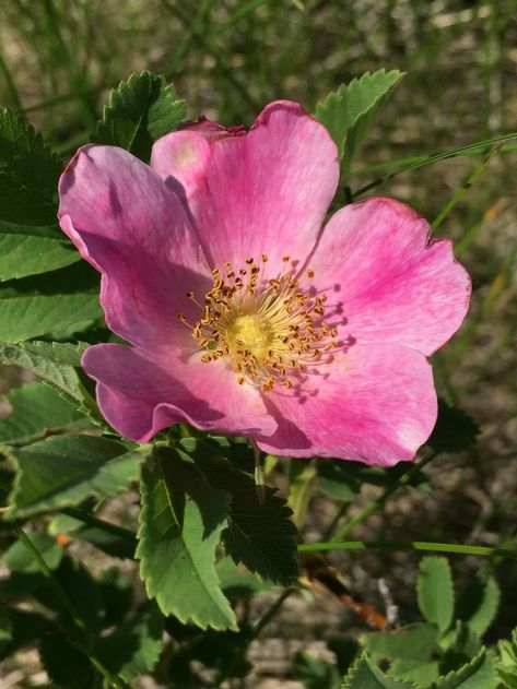 North Dakota Flowers, North Dakota State Flower, Prairie Rose Drawing, Wild Rose Photography, Wild Roses Aesthetic, Wild Prairie Rose Tattoo, Prairie Rose Tattoo, Apothecary Rose, Wild Prairie Rose