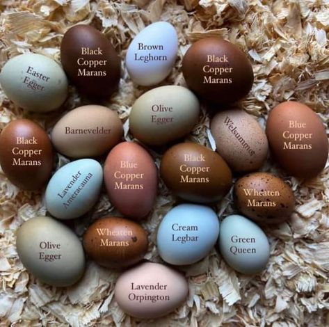 Egg Colors By Breed, Chicken Breeds And Egg Color, Americauna Chickens, Cream Legbar Chickens, Chicken Egg Colors, Chicken Brooder, Farm Chickens, Cute Chicken Coops, Backyard Chicken Coop Plans