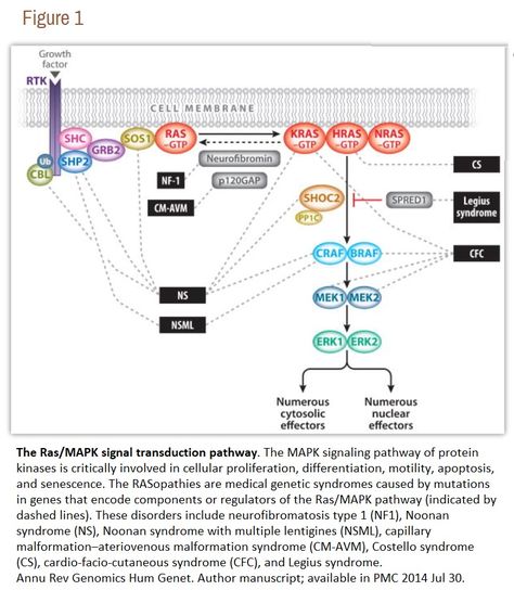 RAS/ MAPK signal transduction pathway Signal Transduction, Cell Membrane, Growth Factor, Medical