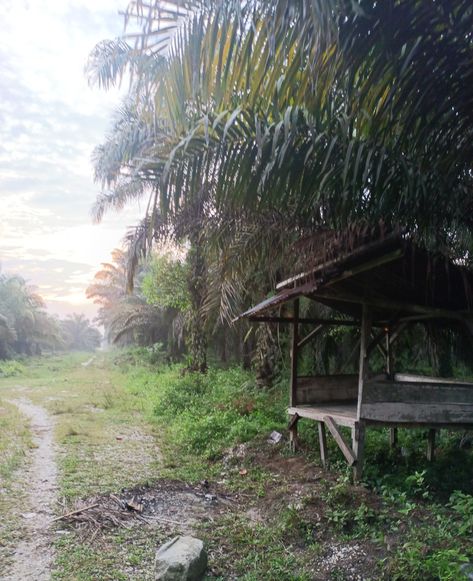 Nama lainnya cakruk hujan