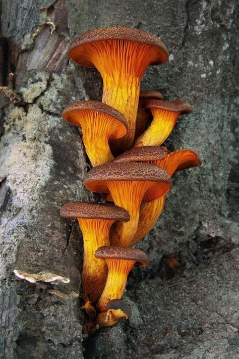 Jack O Lantern Mushroom, Pretty Mushrooms, Mushroom Seeds, Mushrooms Growing, Lichen Moss, Mushroom Pictures, Slime Mould, Plant Fungus, Forest Plants