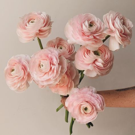 ⁣ because these are a fav & it’s spring!! ⁣ — clooney ranunculus 💗 #ranunculus #flowers #florist #underthefloralspell #spring #weddingflorals #wedding #prettythings Ranaculas Bouquet, Clooney Ranunculus, Pastel Ranunculus, Apricot Ranunculus, Focal Flowers, Ranunculus Wedding Bouquet, Butterfly Ranunculus Bouquet, Whimsical Florals, Blush Butterfly Ranunculus