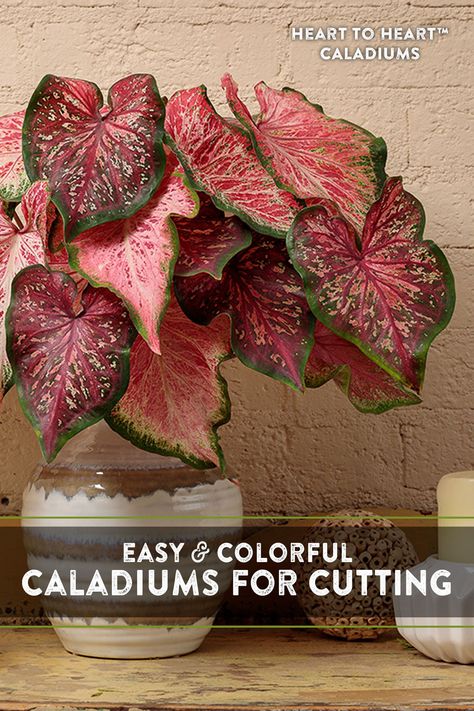 As you create a fresh flower arrangement, consider adding caladiums as beautiful accent leaves among the bright blooms. Heart to Heart caladium's beautiful heart-shaped leaves grow to a generous size. The size of the caladium leaves and their tropical colors make add a unique and striking touch when used to fill in a floral arrangement. Or consider showcasing these beauties alone in a vase, combining various varieties into a tropical inspired bouquet for summer! Caladium Desert Sunset, Pink Symphony Caladium, Caladium Strawberry Star, Florida Sweetheart Caladium, Caladium Pink Symphony, Fresh Flower Arrangement, Florida Garden, Heart To Heart, Proven Winners