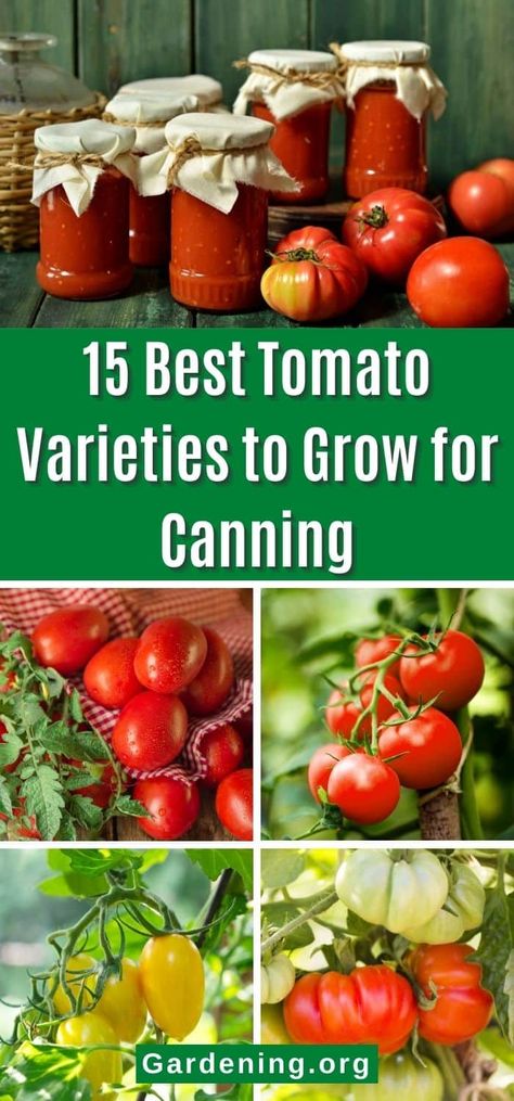 The time to start planning for canning is in the early spring, when you choose which variety of tomatoes to grow. Here are 15 top choices. Plum Varieties, Types Of Tomatoes, Varieties Of Tomatoes, Canning Vegetables, Canning Food, Vegetable Garden Tips, How To Make Salsa, Canning Diced Tomatoes, Tomato Season