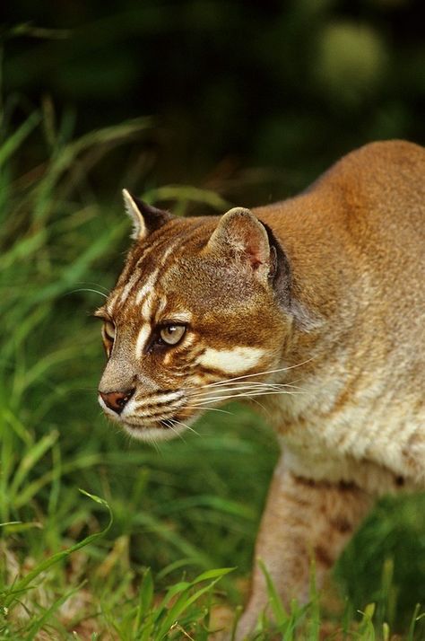 Asian Golden Cat, Wild Cat Species, Golden Cat, Small Wild Cats, Cat Species, Leopard Cat, Exotic Cats, Small Cat, Domestic Cat