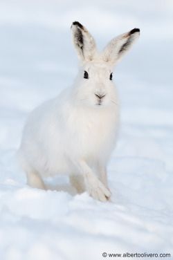 A world of Bunnies Ordiment Ideas, Hare Pictures, Winter Queen, Arctic Hare, Rabbit Pictures, Fluffy Bunny, Winter Animals, Arctic Animals