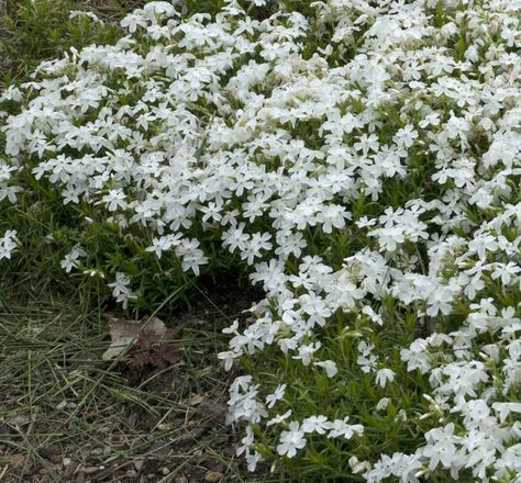 Phlox Ground Cover, Ground Cover Flowers, Phlox Subulata, Perennial Ground Cover, Creeping Phlox, Ground Covers, Rock Gardens, Shrub Roses, How To Attract Hummingbirds