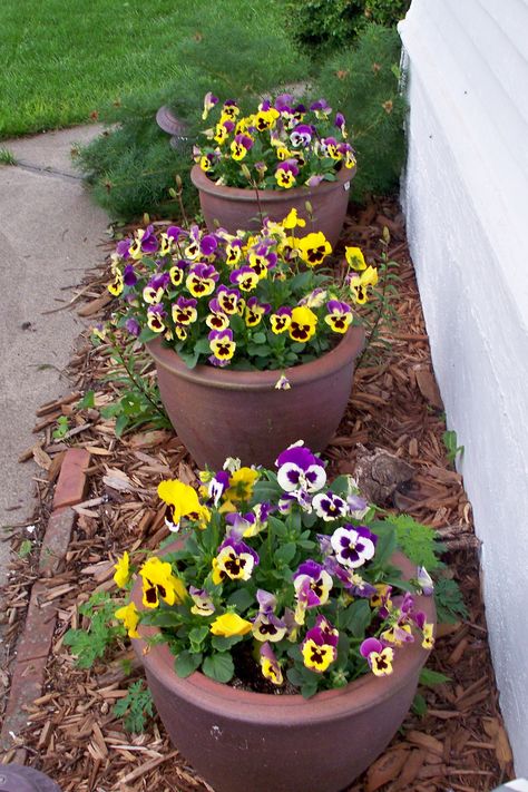 pansies - such happy flowers! Pansies Garden, Potted Pansies, Potted Pansy Ideas, Pansies In Flower Beds Front Yards, Pansy In Pots, Pansies And Cabbage Flower Bed, Pansy Companion Plants, Pansy Garden, Front Flower Beds