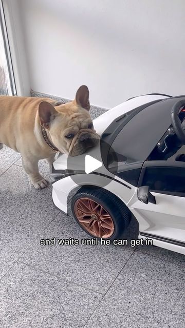 French Bulldog Videos Funny, Toy French Bulldog, Funny French Bulldogs, Baby French Bulldog, Fawn French Bulldog, Black French Bulldogs, French Bulldog Funny, Frenchie Dog, Pampered Pooch