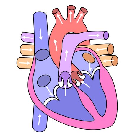 File:Heart ru.svg - Wikimedia Commons Circulatory System Drawing, Diagram Of Heart, Heart Circulatory System, Human Body Diagram, Digestive System Anatomy, Human Circulatory System, Biology Diagrams, Heart Structure, Heart Organ