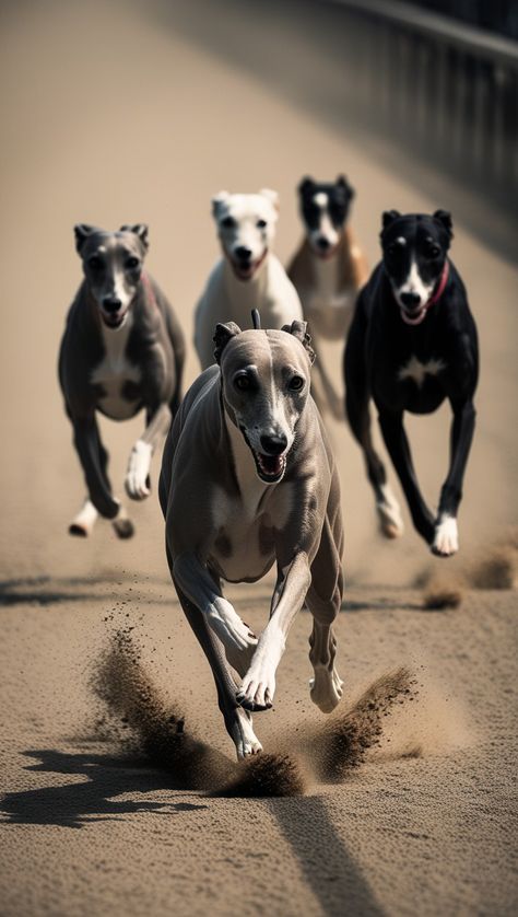 Greyhounds racing, shades of grey, extreme closeup, ellegant curves, ellegant shape, speed, excitement, dust, ultra fine detail, breathtaking, bokeh, Hyperrealistic intricately detailed, beautiful shape, shallow depth of field, side light, intricate details, HDR, beautifully shot, hyperrealistic, sharp focus, 64 megapixels, perfect composition, high contrast, cinematic, atmospheric, moody Greyhounds Racing, Side Lights, Depth Of Field, High Contrast, Greyhound, Shades Of Grey, Intricate Details, Composition, Shades