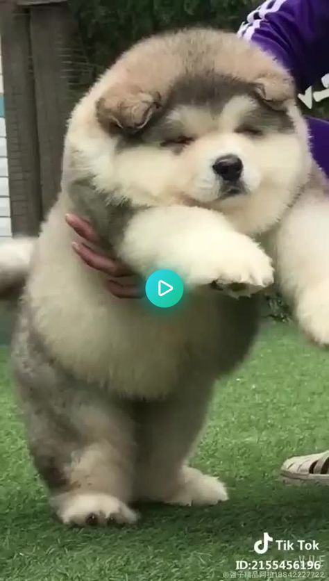 375208 views on Imgur Fluffy Alaskan Malamute, Giant Alaskan Malamute Puppy, Big Fluffy Dogs Alaskan Malamute, Cute Alaskan Malamute Puppies, Alaskan Malamute Puppy Fluffy, Alaskan Malamute Dog, Alaskan Puppy, Puppies Fluffy, Dogs Fluffy