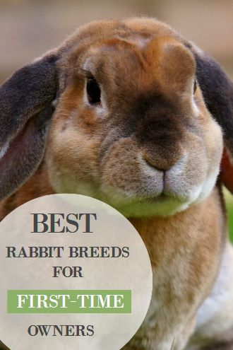 Friendliest Rabbit Breeds, Types Of Bunny Breeds, Types Of Rabbits Breeds, Bunny Types, Types Of Rabbits, Giant Rabbit Breeds, Types Of Bunnies, Pet Bunny House, English Lop Rabbit