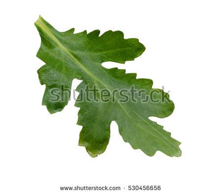 chrysanthemum leaf isolated Spider Chrysanthemum, Chrysanthemum Leaves, Sleeve Ideas, Fall Garden, Chrysanthemum Flower, Art Patterns, Woman Illustration, Bright Flowers, Work Table