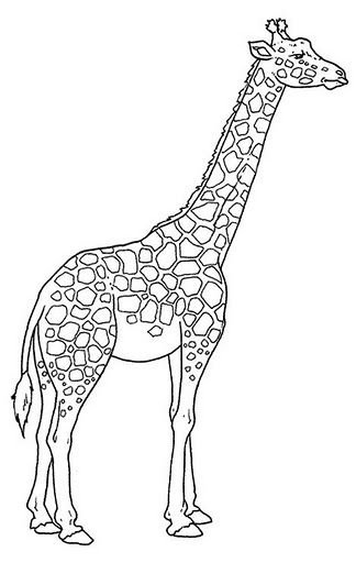 Giraffe Images, Ninjago Coloring Pages, Giraffe Coloring Pages, Toddler Printables, Giraffe Colors, Giraffe Drawing, Giraffe Pictures, Monsters University, Dragon Trainer