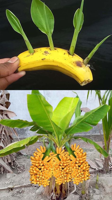 Root Plants, Nut Trees, Banana Plant, Amazing Food Hacks, Potted Flowers, Plant Care Houseplant, Banana Plants, A Banana, Planting Vegetables