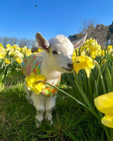 Edgar’s Mission on Instagram: “In the lead up to Be Kind to Animals Week (Oct 1-7) we’ll be sharing tips for living a kinder life! 🐐🌼 ​ Please read Top Kindness Tips of…” Animals Playing, Drawing Refrences, Baby Goat, Cute Goats, Baby Lamb, Black Print Dress, Felted Animals, Baby Goats, Dress Woman