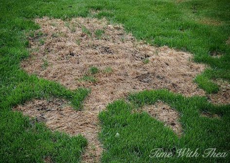 totally repair dead grass spots damaged by dog urine in 3 easy steps, lawn care, pets, pets animals Dog Lawn, Lawn Repair, Dog Urine, Diy Lawn, Lawn Care Tips, Lush Lawn, Dog Pee, White Picket Fence, Landscaping Company