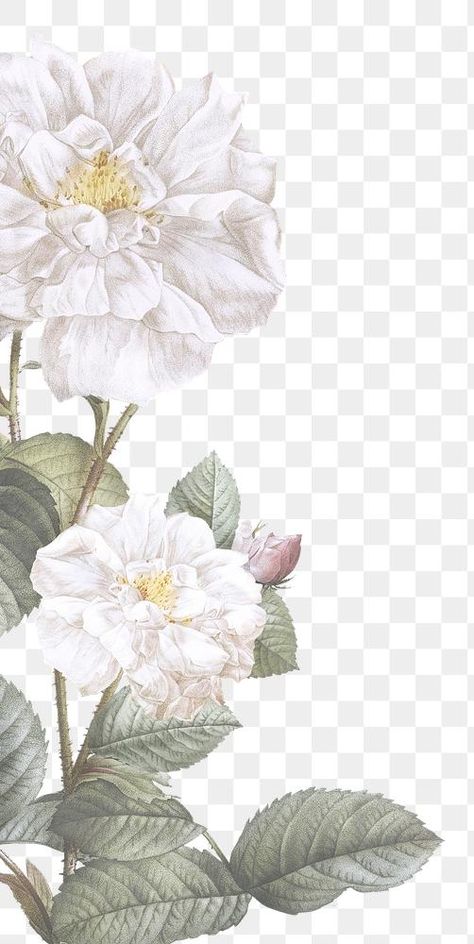 White Flowers Background, Floral Background Design, White Flower Png, Flower White Background, Floral Frame Design, Flower Bouquet Png, Wedding Png, Png Wedding, Png Flowers