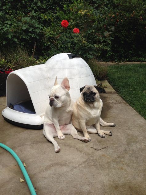 Best buddies pug and French bulldog Best Buddies, Future Children, Pug Life, Future Kids, Cute Love, Puppy Love, Pug, French Bulldog, Bulldog