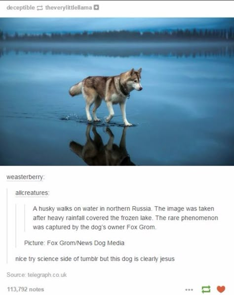 . Funny Tumblr, Dog Quotes Funny, Moon Moon, A Husky, Funny Tumblr Posts, Wow Art, Animal Memes, Tumblr Funny, Cute Funny Animals