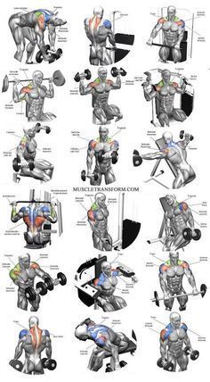 Gym Excersise, Workout Anatomy, Shoulder Workout Routine, Latihan Dada, Trening Sztuk Walki, Gym Antrenmanları, Bodybuilding Diet, Full Workout, Workout Posters