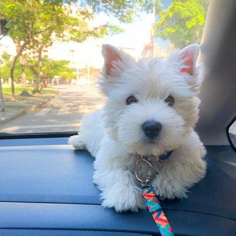 White Terrier Puppy, Dog Westie, West Terrier, Westie Puppies, Highlands Terrier, Westie Dogs, Puppies And Kitties, Australian Shepherds, Cute Little Puppies