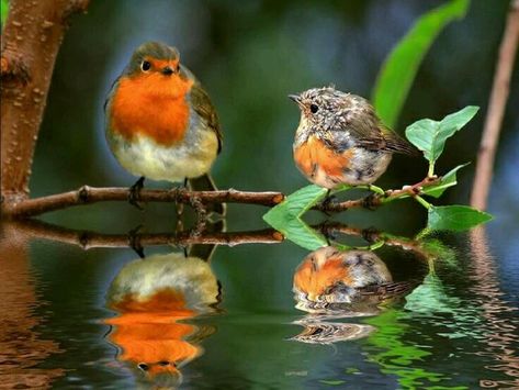 Robin Bird, Bird Pictures, All Birds, Pretty Birds, Colorful Birds, Little Birds, Cute Birds, Small Birds, Robins