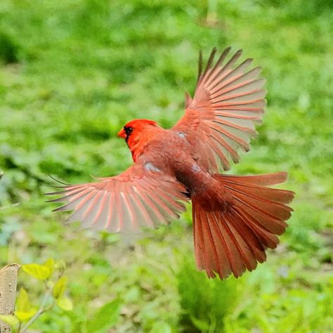 Rainbow Animation, Cardinal Flying, Flying Cardinal, Cardinal Birds Art, Memory Tattoos, Open Wings, Song Birds, Nursery Mural, Birds Art