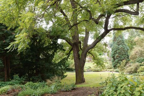 Black walnut (Juglans nigra) produces juglone, which inhibits the growth of some other plants. Learn how to identify and remove the tree if necessary. Juglans Nigra, Black Walnut Tree, Walnut Tree, Crabapple Tree, Specimen Trees, Tree Removal, Fast Growing Trees, Black Tree, Tree Stump