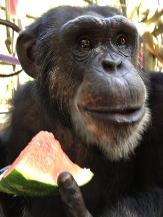 Murray loves watermelon! Monkey Eating Watermelon, Eating Watermelon, Ape Monkey, Monkey Pictures, Great Ape, Monkey Business, Animal Sketches, Primates, Beautiful Nature