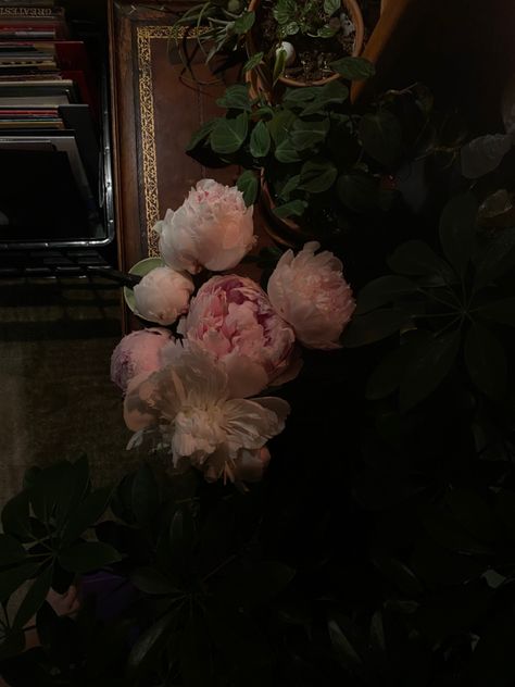 plants aesthetic cottagecore dark acedemia records vinyl pink flowers life books room inspo Peonies Dark Aesthetic, Dark Pink Flowers Aesthetic, Dark Plant Room, Plants Dark Aesthetic, Plants Dark Academia, Dark Academia Plants, Dark Plant Aesthetic, Carnations Aesthetic, Pink Dark Academia