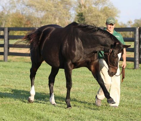 Zenyatta  :) Zenyatta Horse, Walk Dance, Heavily Pregnant, Thoroughbred Racehorse, American Pharoah, Thoroughbred Horse Racing, Famous Horses, Sport Of Kings, Race Horse