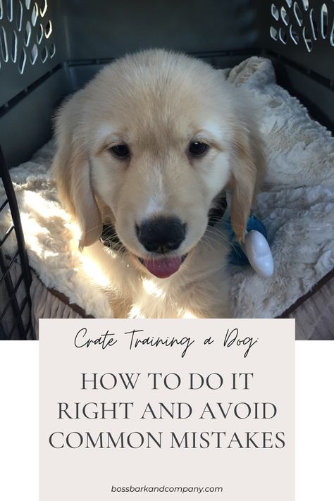 How To Crate Train A Puppy At Night, Crate Training Older Dog, How To Crate Train A Puppy, Crate Training Puppy Schedule, First Night With Puppy, Puppy Crate Training, Dog Crate Training, Yorkie Training, Puppy Schedule