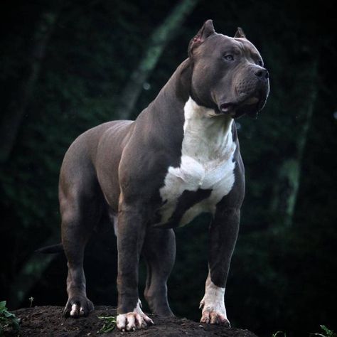 What A Beast 👀💪 📸 @xxldesignerpitbulls - - Follow 👉@gym_fitness_fans ✔ #gym_fitness_fans #beast #pitbull #doglover #majestic Pitbull Dog Breed, Bully Breeds Dogs, Scary Dogs, Pitbull Puppy, Bully Dog, Pitbull Lover, Pitbull Puppies, Bully Breeds, White Dog