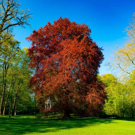 10 Fast-Growing Trees to Fill Out Your Landscape | Family Handyman Fast Growing Trees For Privacy, Trees For Privacy, Yard Trees, Fast Growing Shade Trees, Trees For Front Yard, Bee Friendly Plants, Fast Growing Evergreens, Growing Trees, Bald Cypress