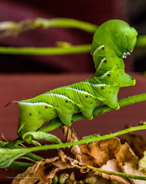 Tomato Hornworm, Insect Photos, Wild Life, Bugs, North America, Dinosaur Stuffed Animal, Insects, Science, Disney