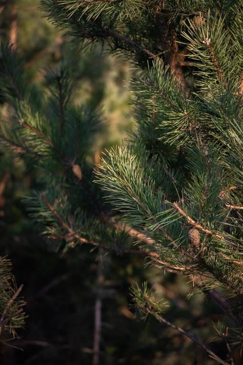 Green Lead Tree · Free Stock Photo Cedar Aesthetic, Higher Art, Juniper Tree, Natural Forest, Pine Leaf, Led Tree, Forest Background, Pine Branches, Spruce Tree