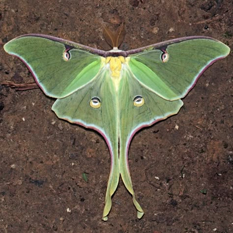 A Field Guide to Finding Cool Moths Green Luna Moth Tattoo, Flannel Moth, Luna Moth Tattoo, Io Moth, Rosy Maple Moth, Colorful Moths, Lunar Moth, Moth Wings, Moon Moth