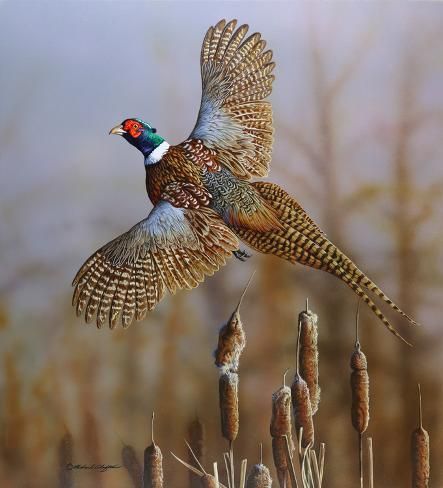 size: 17x16in Art Print: Headin’ Out - Ring-necked Pheasant by Richard Clifton : painting, wildlife, animals, birds, waterfowl, ringnecked pheasant, landscape, cattails Pheasant Mounts, Pheasant Art, Bird Puppet, Ring Necked Pheasant, Bird Painting Acrylic, Bird Identification, Wildlife Pictures, Bird Silhouette, Bird Artwork