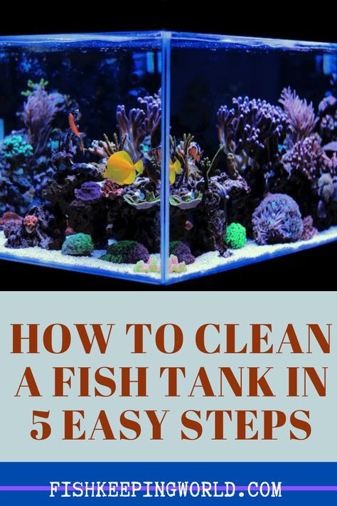 A clean fish tank is very important to keep your fish safe and healthy. At Fish Keeping World, we understand how this job can be a bit time consuming and it may be a reason not to want to have an aquarium in the first place. FKW says you no longer need to be concerned. We have a guide that will show you how to properly clean your fish tank in 5 easy steps. Work smart, not hard and enjoy your fish. Download our guide here… #cleanfishtankeasy #5easystepstocleanfishtank #easystepstocleanaquarium Clean Fish Tank, Self Cleaning Fish Tank, Work Smart Not Hard, 10 Gallon Fish Tank, Fish Tank Cleaning, Fish Keeping, Diy Fish Tank, Cool Fish Tanks, Fresh Water Fish Tank