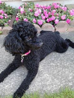 Poodle ornament | Poodle Board | Pinterest | Toy Poodles, Poodles ... Miniature Poodle Black, Black Toy Poodle, Miniature Poodles, Poodle Hair, Poodle Haircut, Poodle Toy, Mini Poodle, Poodle Cuts, Pretty Poodles