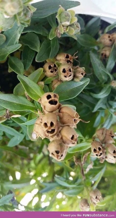 Snapdragon Flowers, Strange Flowers, Weird Plants, That Smile, Unusual Plants, Unusual Flowers, Rare Flowers, Unique Plants, Side Yard